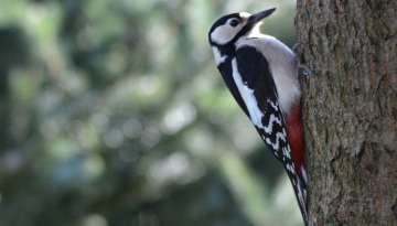 Nouvelle charte Refuges LPO et les <strong>15</strong> gestes favorables pour la biodiversité